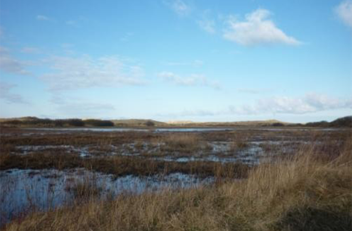 Wetlands in Netherlands