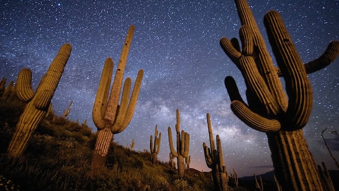 Stars and the Milky Way above a hillside of Saguaro cactus east of Peridot, Arizona.
