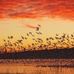 Flocks of birds flying over water while the sun is setting causing vibrant orange clouds