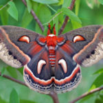 Like moths to a flame: National Moth Week, and how you can help our nighttime wildlife Thumbnail