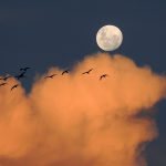 Light Pollution Poses Threat to Migrating Birds Thumbnail