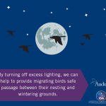 What You Should Know About Bird Migration and Light Pollution Thumbnail