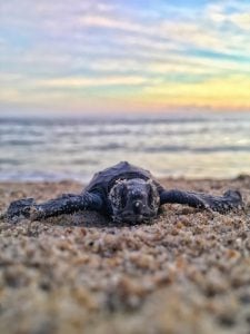 A sea turtle facing away from the ocean with a sunset in the background