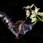 Bat pollinating a flower for pollinator week 2021
